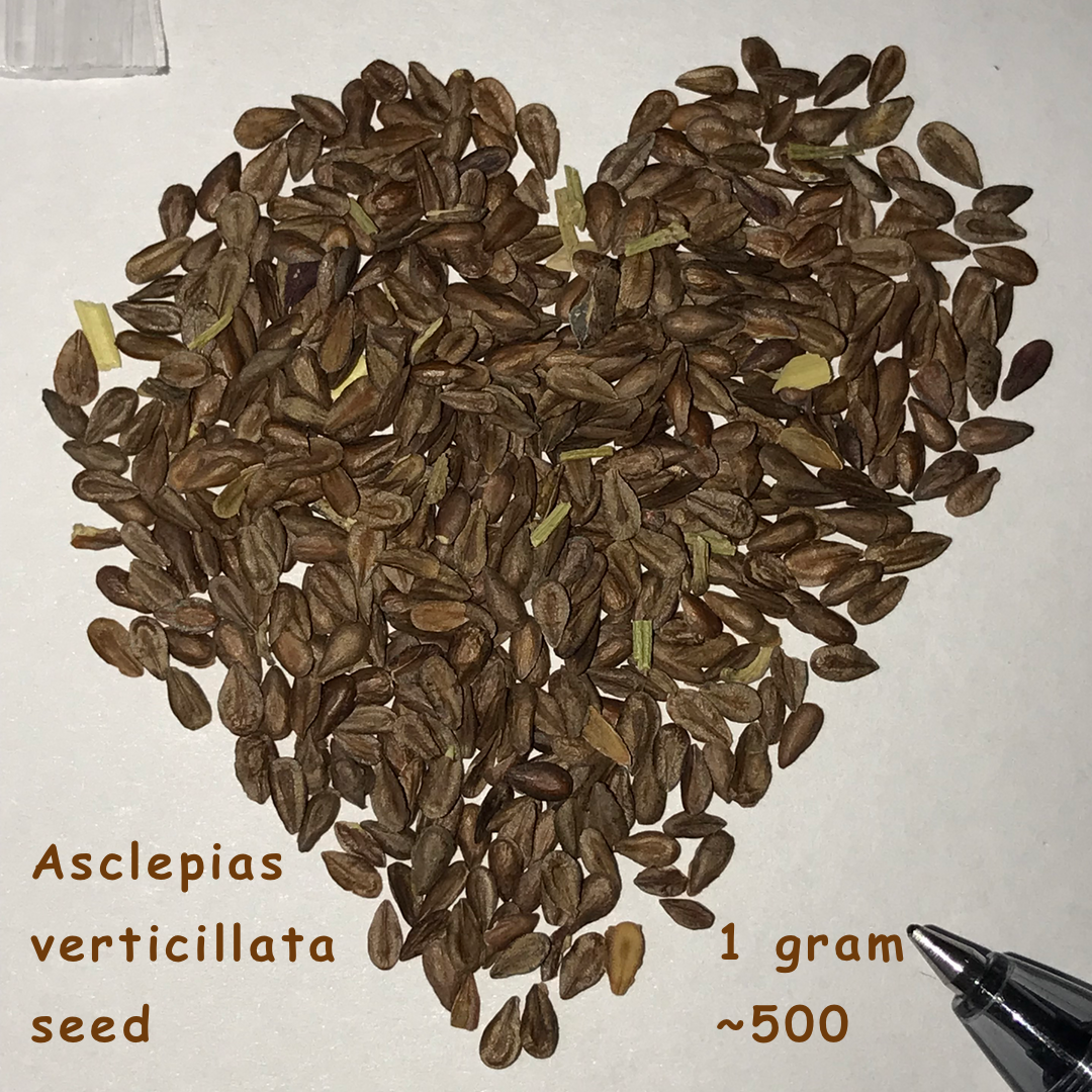 Milkweed seeds for sale